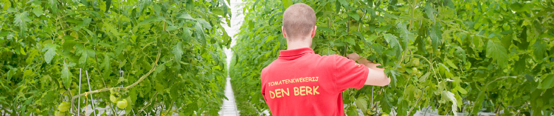 Tomatenkwekerij Den Berk, Merksplas